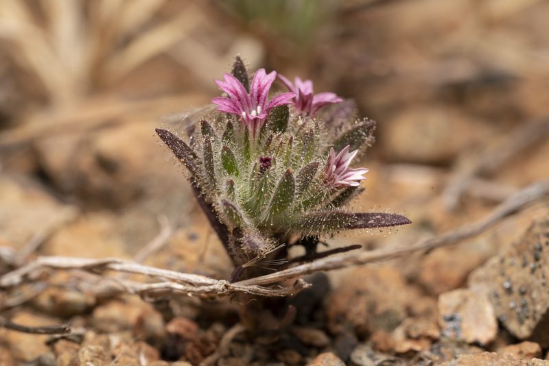 Jordania confertifolia, photographed by Eleftherios Katsillis