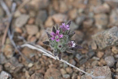 Jordania confertifolia, photographed by Eleftherios Katsillis