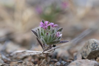 Jordania confertifolia, photographed by Eleftherios Katsillis