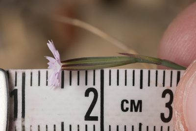 Dianthus quadridentatus, photographed by Eleftherios Katsillis