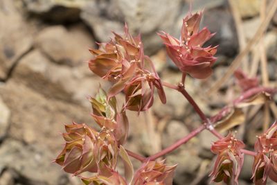 Euphorbia falcata, photographed by Eleftherios Katsillis