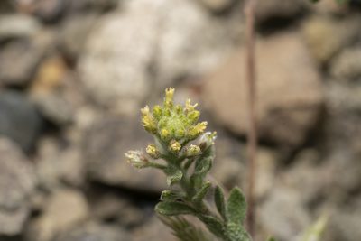 Alyssum strigosum, photographed by Eleftherios Katsillis
