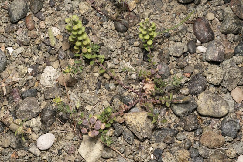 Alyssum strigosum, photographed by Eleftherios Katsillis