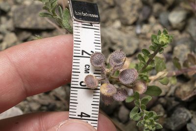Alyssum strigosum, photographed by Eleftherios Katsillis