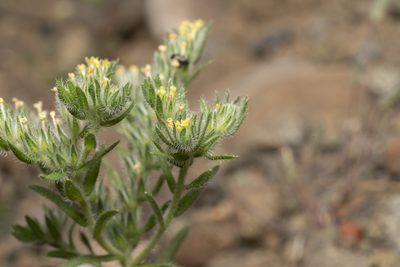 Neatostema apulum, photographed by Eleftherios Katsillis