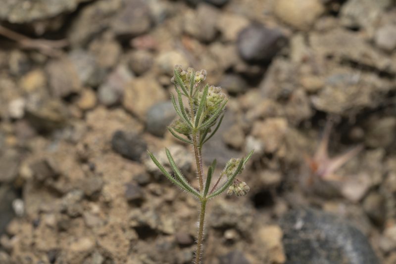 Galium floribundum, photographed by Eleftherios Katsillis