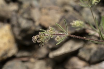 Galium floribundum, photographed by Eleftherios Katsillis