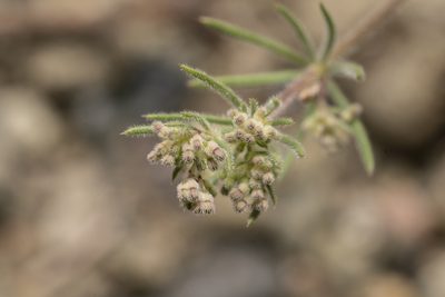 Galium floribundum, photographed by Eleftherios Katsillis