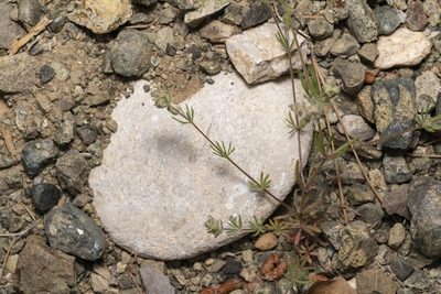Galium floribundum, photographed by Eleftherios Katsillis