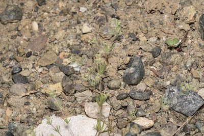 Galium floribundum, photographed by Eleftherios Katsillis