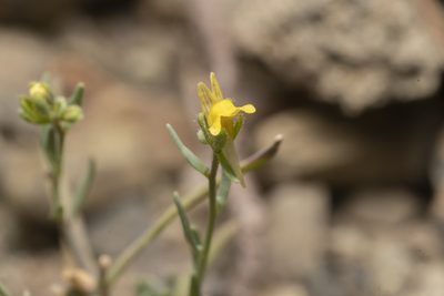 Linaria simplex, photographed by Eleftherios Katsillis