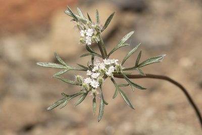 Daucus involucratus, photographed by Eleftherios Katsillis