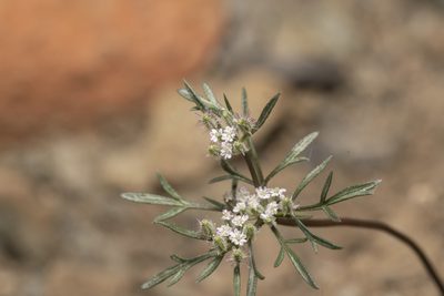 Daucus involucratus, photographed by Eleftherios Katsillis