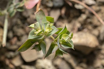 Euphorbia falcata, photographed by Eleftherios Katsillis