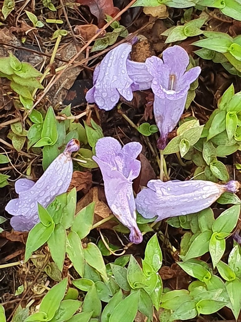 Jacaranda ekmanii, photographed by Yolanda M. Leon