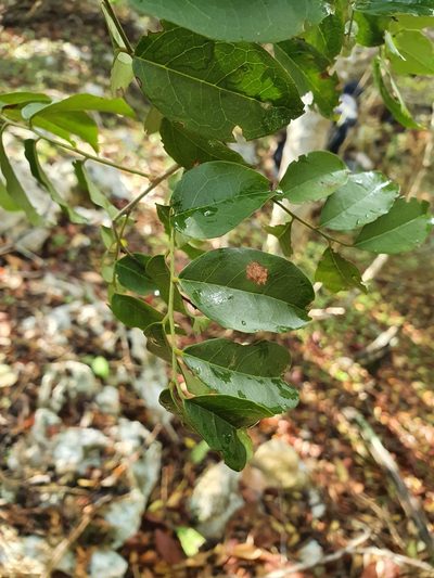 Picramnia pentandra, photographed by Yolanda M. Leon