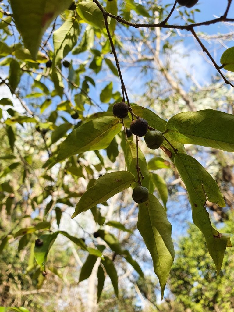 Savia sessiliflora, photographed by Yolanda M. Leon