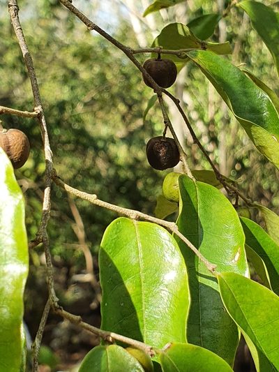 Savia sessiliflora, photographed by Yolanda M. Leon