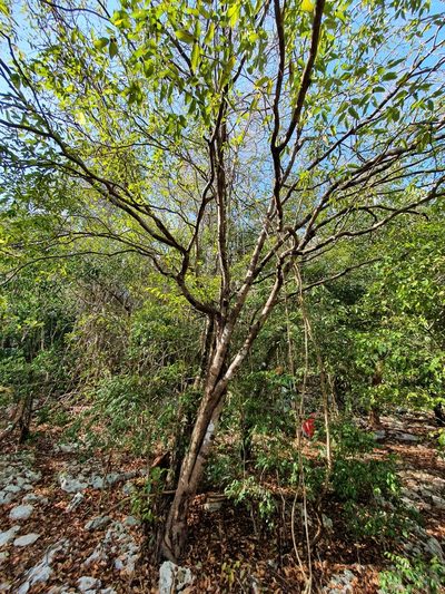 Savia sessiliflora, photographed by Yolanda M. Leon