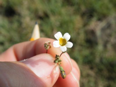 Jamesbrittenia aurantiaca, photographed by Antoinette Eyssell Knox