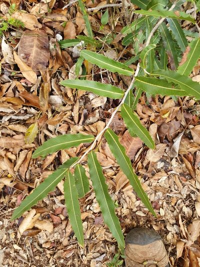 Ouratea ilicifolia, photographed by Yolanda M. Leon