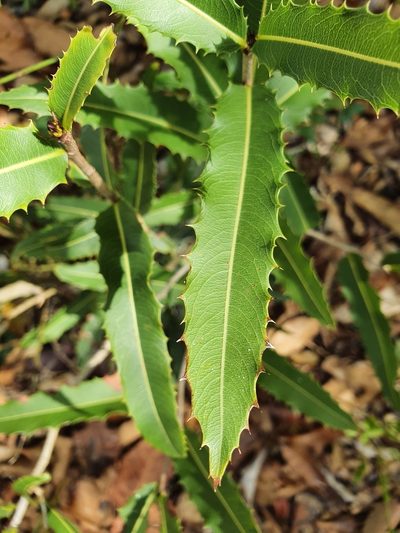 Ouratea ilicifolia, photographed by Yolanda M. Leon