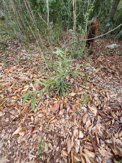 Ouratea ilicifolia, photographed by Yolanda M. Leon
