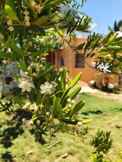 Pimenta haitiensis, photographed by Yolanda M. Leon