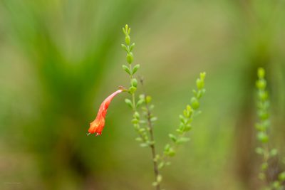 Clinopodium coccineum, photographed by evangrimes