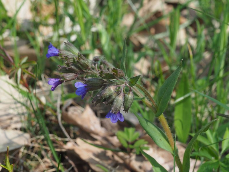 Pulmonaria australis, photographed by carnifex