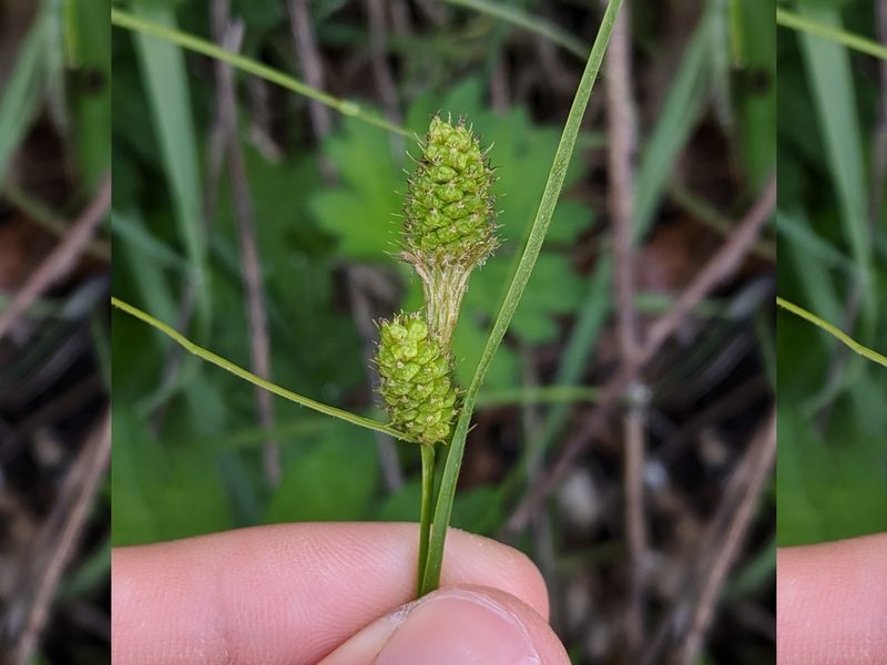Carex bushii, photographed by Nathan Aaron