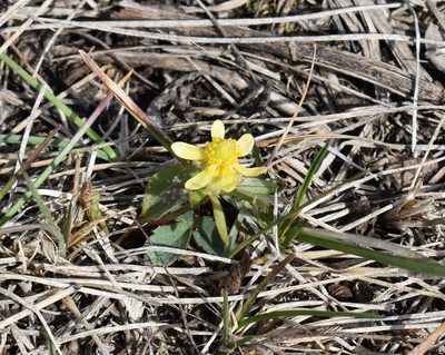 Ranunculus rhomboideus, photographed by Eric Lamb