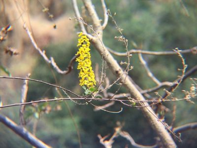 Echinopterys eglandulosa, photographed by Erick Vélez Sánchez