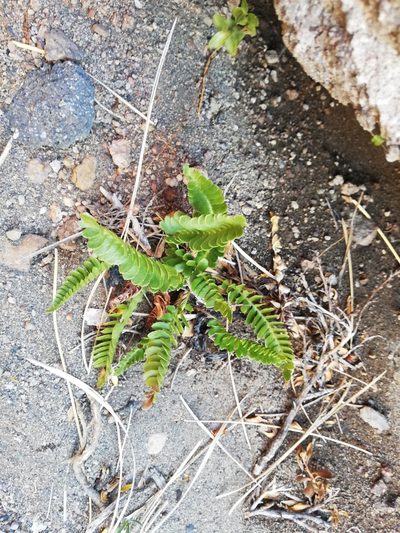Austroblechnum microphyllum, photographed by Fernanda Isidora Améstica Rojas