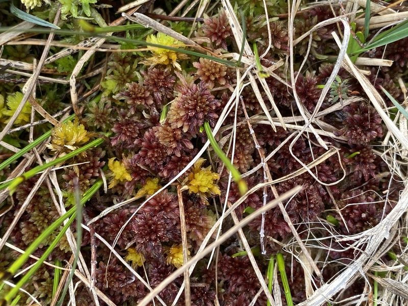 Sphagnum inundatum, photographed by James Clow