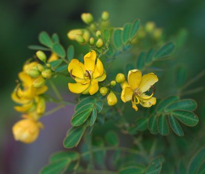 Senna bicapsularis, photographed by portioid