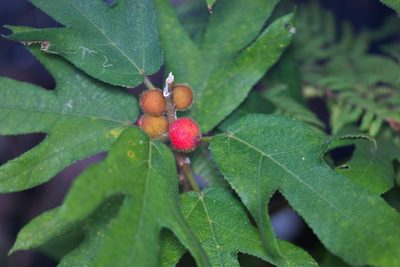 Ficus simplicissima, photographed by portioid