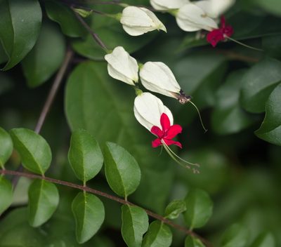 Clerodendrum thomsoniae, photographed by portioid