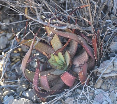 Aloe microstigma, photographed by Justin Ponder
