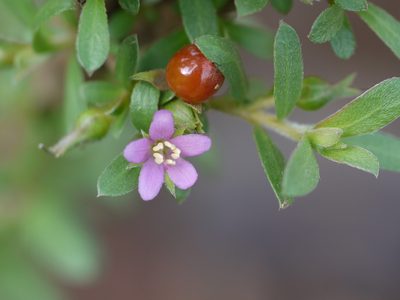 Rotula aquatica, photographed by Dinesh Valke