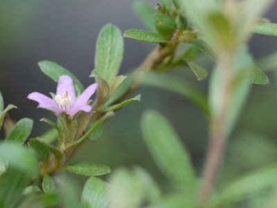 Rotula aquatica, photographed by Dinesh Valke