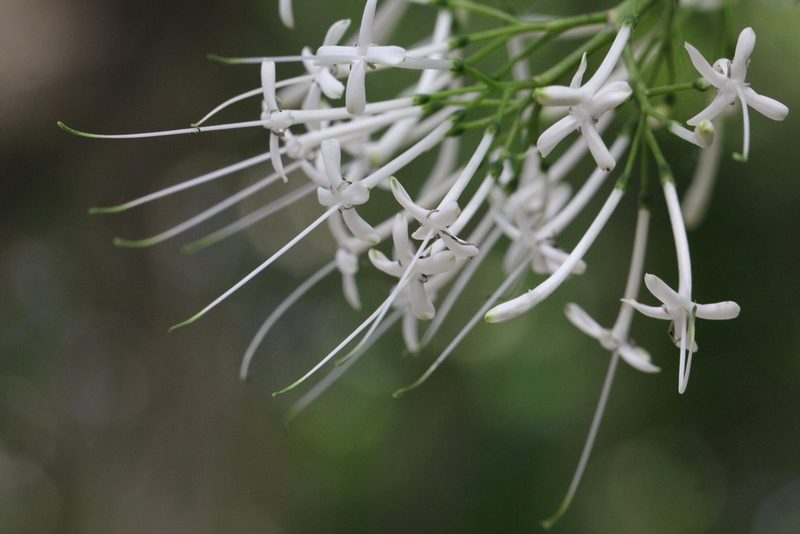 Pavetta hongkongensis, photographed by Agnes Trekker