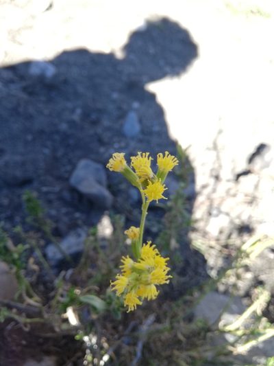 Senecio subumbellatus, photographed by Fernanda Isidora Améstica Rojas