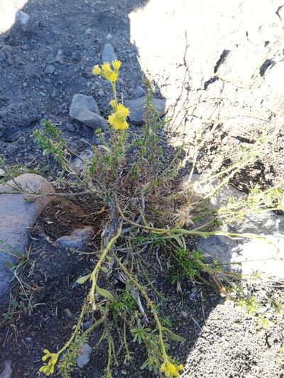 Senecio subumbellatus, photographed by Fernanda Isidora Améstica Rojas