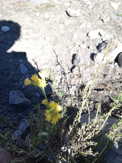 Senecio subumbellatus, photographed by Fernanda Isidora Améstica Rojas