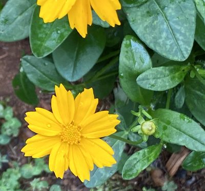 Coreopsis auriculata, photographed by Anne
