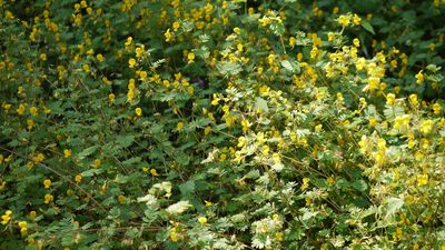 Smithia sensitiva, photographed by Dinesh Valke