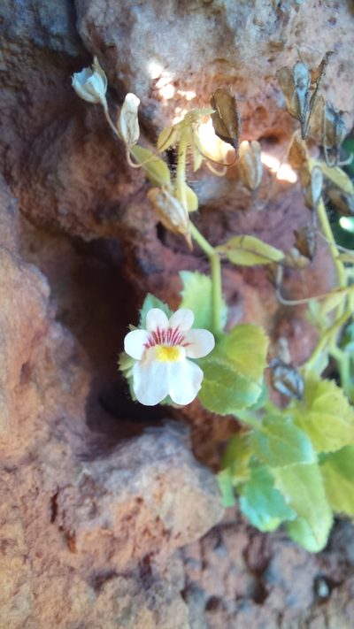 Nemesia deflexa, photographed by kevin koen