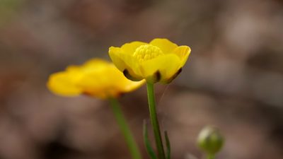 Ranunculus carinthiacus, photographed by Wolfgang Jauch