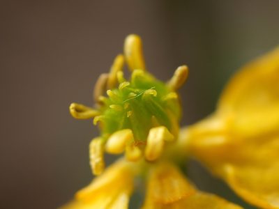 Ranunculus carinthiacus, photographed by Wolfgang Jauch